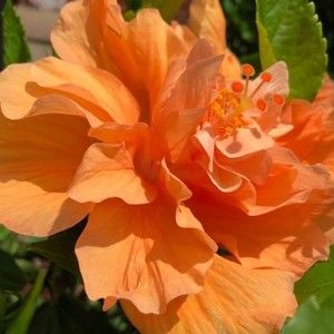 Meet your Posher, Sandy